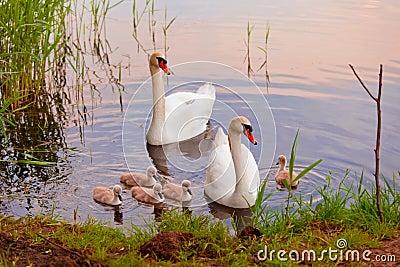 Swans with nestlings at sunset Stock Photo