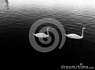 Swans out for a Swim around the lake Stock Photo