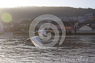 Swans over the Moselle river, Luxembourg Stock Photo