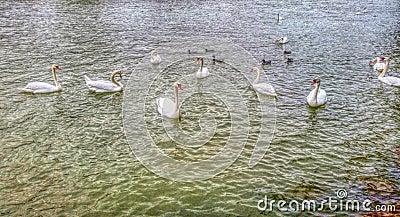 Swans Stock Photo