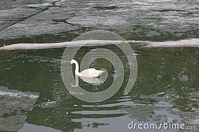 Swans on pond in zoo Stock Photo