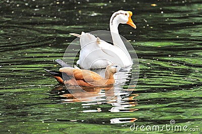 Swans and red ducks swim together in a pond Stock Photo