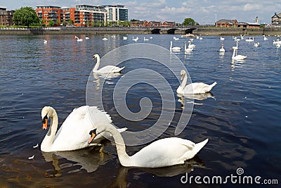 Swans on Shannon rive Stock Photo