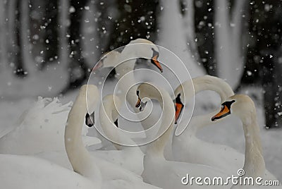 Swans in the snow in winter while snowing Stock Photo