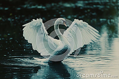 Generative Ai, swans splashing in the lake, flapping their wide wings adding a charming and beautiful impression Stock Photo