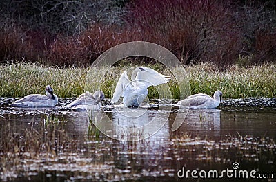 Swans Stock Photo