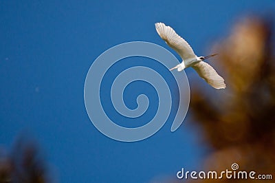 Swans, swan, lakes, rivers, pond, fish, bird migrations, bird feeding, mating season, egg laying, water, wind, water ripples Stock Photo