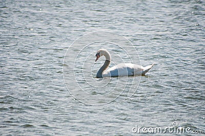 Swans, swan, lakes, rivers, pond, fish, bird migrations, bird feeding, mating season, egg laying, water, wind, water ripples Stock Photo