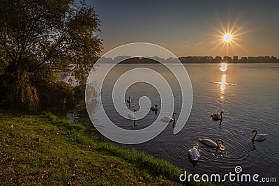Swans swim at sunset in the Mincio river near the Mantuan shore Stock Photo