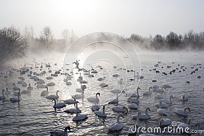 Swans swimming in the mist Stock Photo