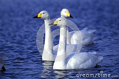 Swans swimming in the water Stock Photo