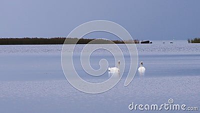 Swans Stock Photo