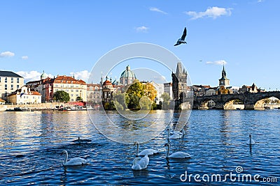 Swans on Vltava river beside the Charles Bridge in Prague, Czech Republic. Stock Photo