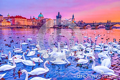 Swans on Vltava river, Charles Bridge at sunset in Prague, Czech Republic. Stock Photo