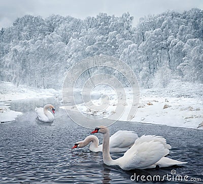 Swans in winter lake Stock Photo