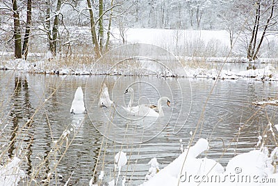 Swans In Wintertime Stock Photo