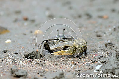 Sward crab Stock Photo