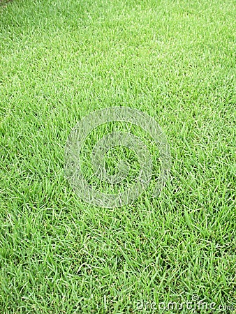 Sward in garden Stock Photo