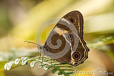 Sward Grass Brown Butterfly Stock Photo