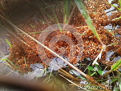 A swarm of ants floating in the water Stock Photo