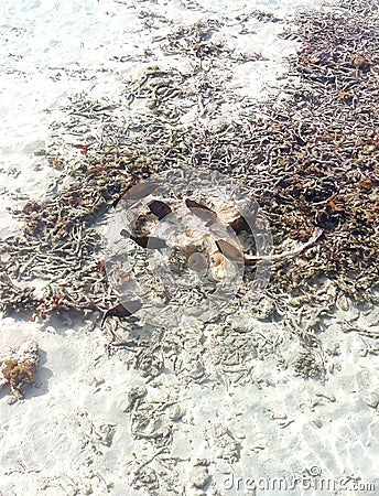 a swarm of balloons that are eating dead stingrays, on the beach of maldives Stock Photo