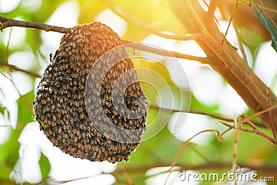 Swarm beehive Honeycomb on tree nature green Stock Photo