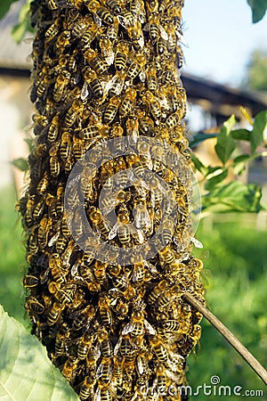 A swarm of bees Stock Photo