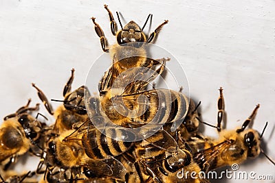A swarm of bees. Bees entering the hive. White beehive Stock Photo