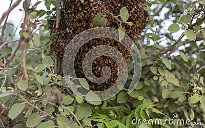 Swarm of bees building a new hive on a tree branch in the forest Stock Photo