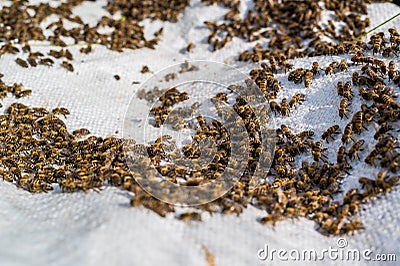 A swarm of bees crawling, macro shot. A colony of bees crawling on a white background. Beekeeping, small business, home Stock Photo