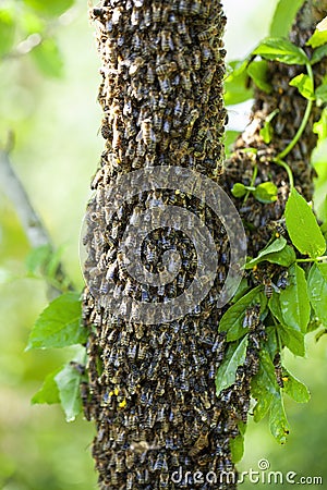 A swarm of bees flew out of the hive on a hot summer day and landed on a tree trunk. Stock Photo