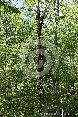 A swarm of bees flew out of the hive on a hot summer day and landed on a tree trunk. Stock Photo