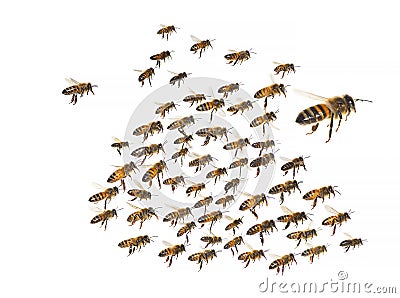 Swarm of bees in flight isolated on white background Stock Photo