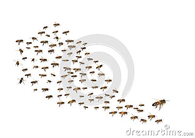 Swarm of bees in flight isolated on white background Stock Photo