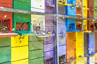 Swarm of Bees flying in front of Colorful beehive Stock Photo