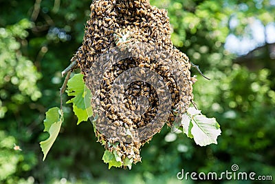 Swarm of bees - honeybees in large number on tree branch Stock Photo