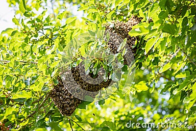 Swarm of bees on mulberry tree Stock Photo