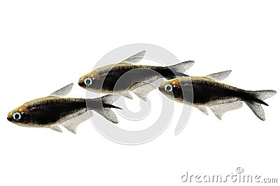 Swarm Black emperor tetra Nematobrycon amphiloxus tropical aquarium fish neon tetra Stock Photo