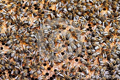 Swarm collected honey multiple bees Stock Photo