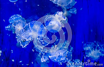 Swarm of floating bell jellyfishes under water, tropical jellyfish specie from the pacific ocean, marine life background Stock Photo