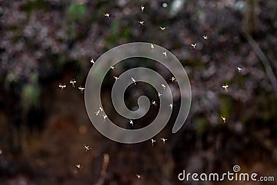 Swarm of flying mosquitoes in nature Stock Photo