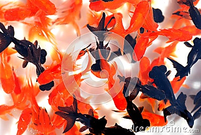 A swarm of goldfish swimming Stock Photo