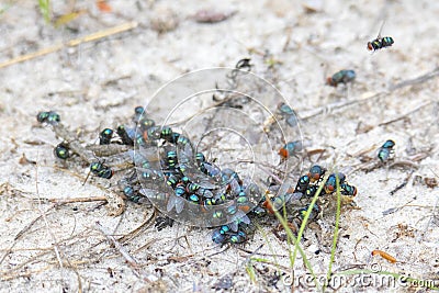 Swarm Of Green Flies Stock Photo