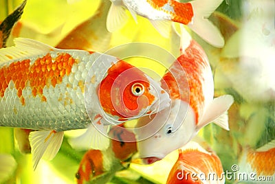 A swarm of koi fish Stock Photo