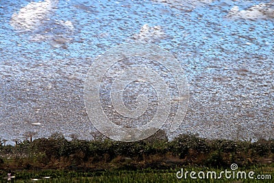 Swarm of locust Stock Photo