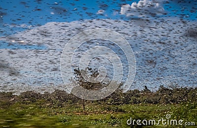 Swarm of locust Stock Photo