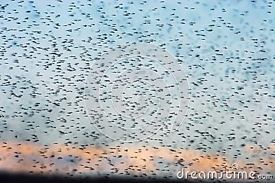 Swarm of mosquitoes. A lot of mosquitoes on the background of the sunset sky. Stock Photo