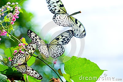 Swarm of Paper Kite butterfly Stock Photo