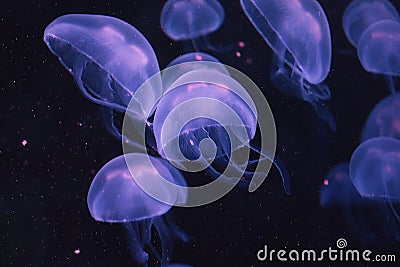 A swarm of purple box jellyfish glowing in the dark water Stock Photo