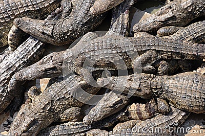 Swarm of Siamese Crocodiles Stock Photo